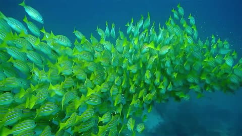 Beautiful Relaxing Coral Reef Fish -