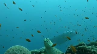 Incredible underwater experience!