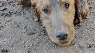 Happy Muddy Dog Digs Some Holes