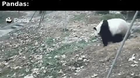 Ppl wondering why Panda bears are endangered