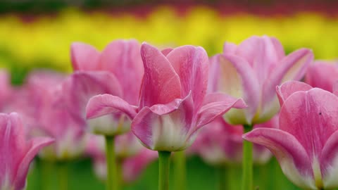 Beautiful pink flowers