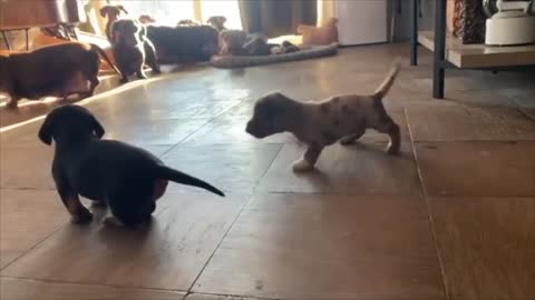 Funny Mini Dachshund dogs world,Breeding And Living with Dachshund | Funny wiener dogs Videos 2021