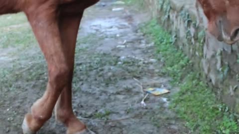 rolling stones #horseracig 😍 #shorts #shortvideo #villagemarketbd #horsevideo #villagelife