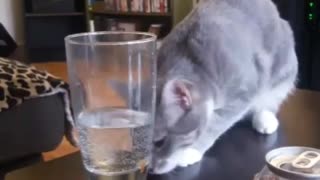 Gray cat water play fall