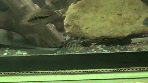 Yoyo Loaches?