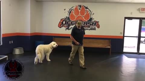 11 Month Old Pyredoodle "Teddy" Before/After Video | Georgia Dog Trainers