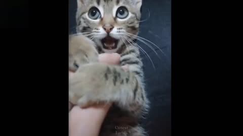 funny cat reaction.you cant stop llaughing..121