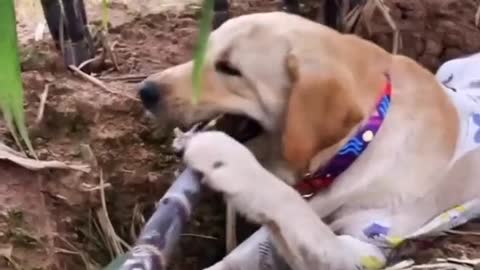 really interesting. First time I see a dog that can eat sugarcane