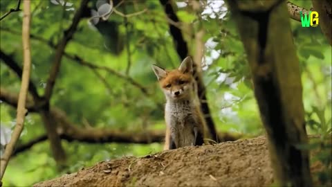 Cute baby animals Videos Compilation cute moment of the animals - Cutest Animals On Earth #58