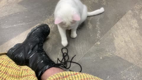 Casper playing with my combat boot laces