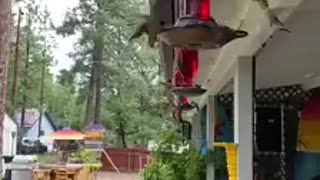 Hummingbirds Swarming