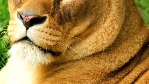 Big Cats Unbelievable Encounter with the King of Beasts! #cats #lion #tiger #wildlife