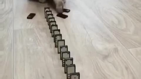 cute cat play dominos