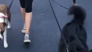 When the whole family goes for a walk
