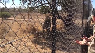 How To Feed A Very Hungry (And Patient) Lion | Kevin Richardson Lion Whisperer