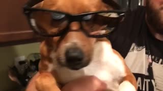 Music what is love brown dog with reflective sunglasses dancing wiggling while held by owner