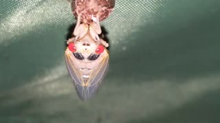 Cicada Part 2, about 90 minutes after the first video