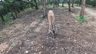 feeding deer