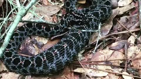Pigmey Rattlesnake