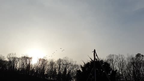 A flock of migratory birds in a South Korean countryside