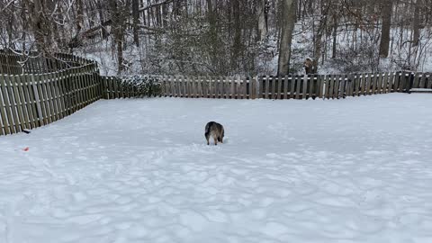 German Shepherd Tries to Plow Snow!