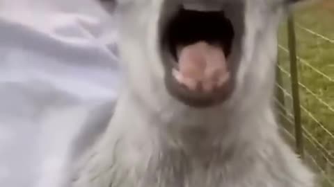 Try To Not laugh 😂. Funny animal videos 😂