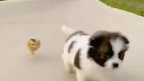 Awesome_ funny _pet_ animals _cute_ animals _super _funny_ dog video