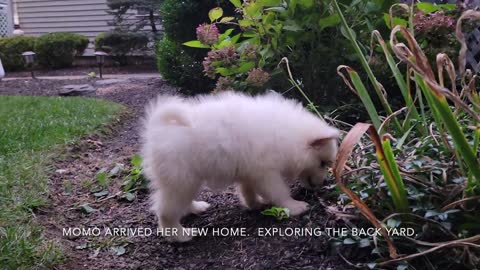 SAMOYED PUPPY FIRST DAY HOME EXPERIENCE PICKING UP DOGS FROM THE FARM NEW FAMIL