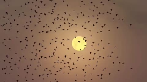 Birds Soaring Under the Sun"