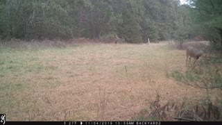 Buck During 2019 Rut