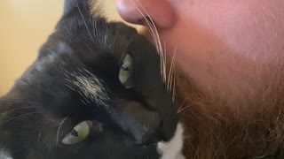 Kitty Chews Playfully on Persons Nose