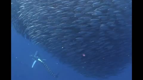 Marlins and sealions attack big baitball at Magdalena Bay, Mexico