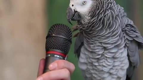 Talking parrot. #parrottalk #famousparrot #smart #talkingparrot.