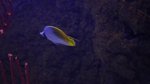 Beautiful tropical fish swimming around the water