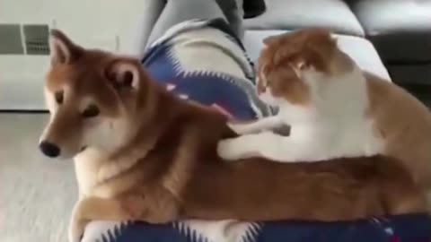 🤣 FUNNY ANIMALS 2022 - 😍TRY NOT TO LAUGH - The best funny animals video!😂2
