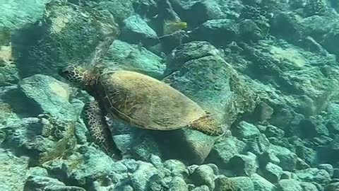 Seeingaturtleisalwayssweet!#oceanlover#underwater#honu#turtle#haveagoodday