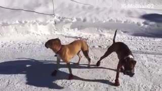 Brown dog wearing snow boots and walking funny