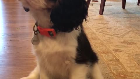 Cavalier Puppy Hears Piano for the First Time