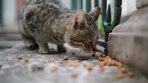 A cat is eating