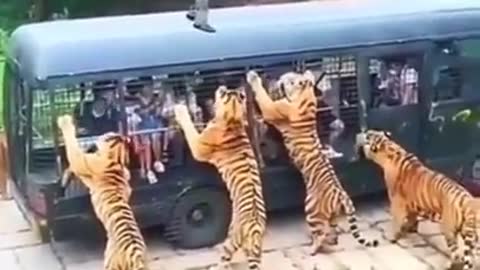 Tiger Dangerous Wild Animals - tiger vs humen - Wild Adventure #Shorts"