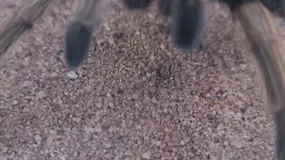 Texas Brown Tarantula