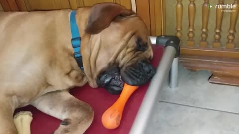 Snoring dog falls asleep with toy still in mouth