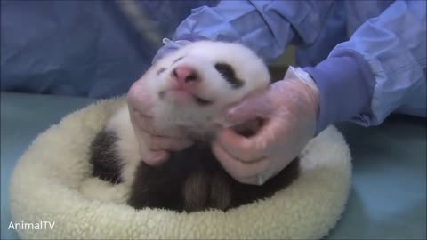 Cute little Little Pandas, Big Smiles.