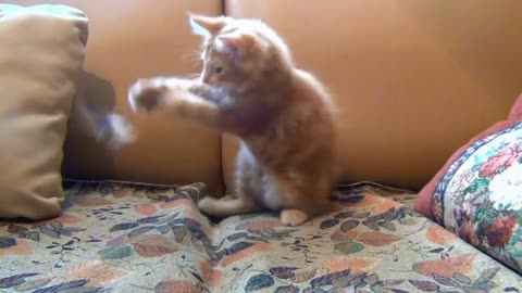 funnycatvideos#lifefunnypets#funnyanimals