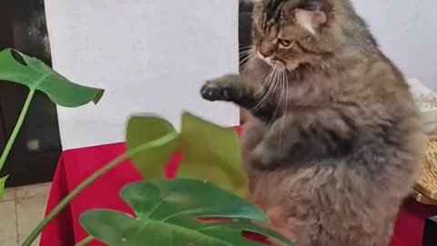 Funny Cat Boxing Leaf