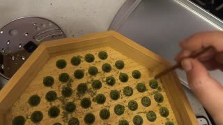 Make Tons of Pre-Roll Marijuana, Easy