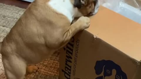 Bulldogs get very excited for food delivery