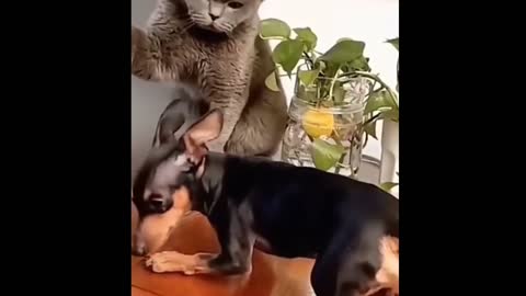 Funny 🤣🤣🤣 cat videos | Smart cat 😎 | Cute 😍 kittens funny cats & dogs 🐕 videos #shorts