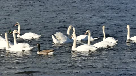 Flocks of ducks in the river