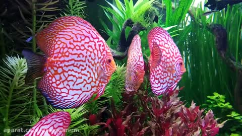 discus fish_Ornamental fish_aquarium_Plant aquarium_fish